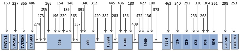 b-locus probes